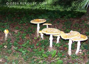 Toadstools growing in our yard.