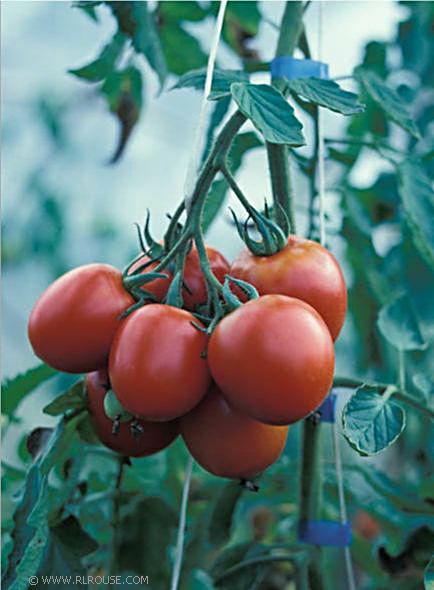 Tomatoes on the vine.