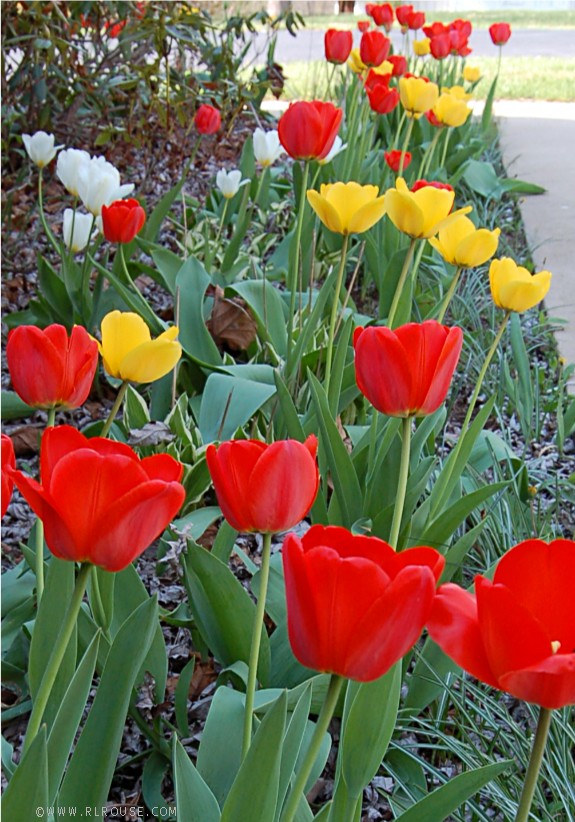 Tulips