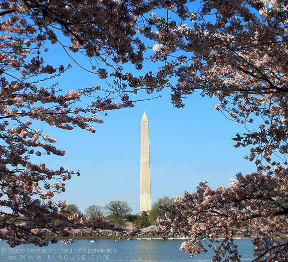 Cherry blossoms framing the Washington Monument.