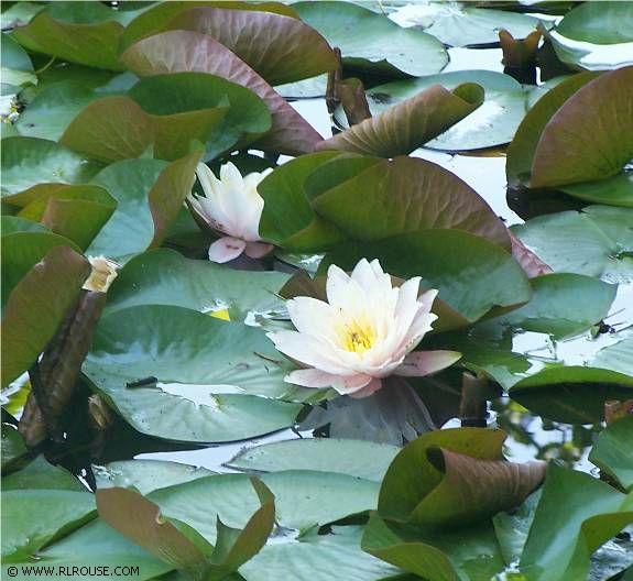 Water Lilies On Mom's Pond