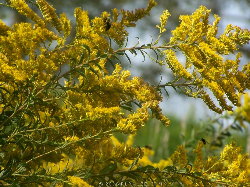 Wildflowers
